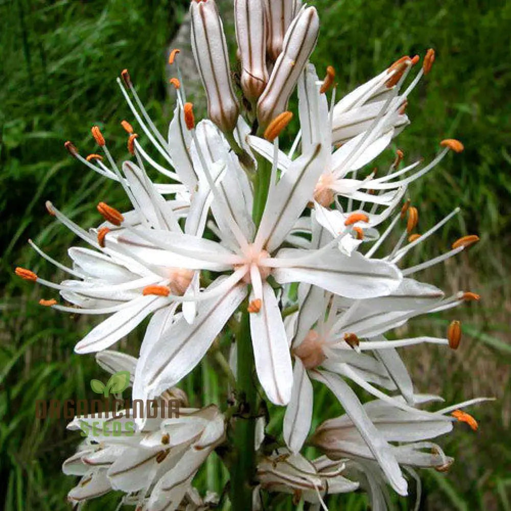 Asphodelus Albus Seees For Planting: The Elegant And Resilient White Asphodel Flower For Serene