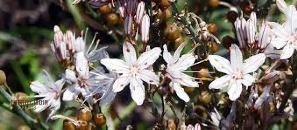 Asphodelus Albus Seees For Planting: The Elegant And Resilient White Asphodel Flower For Serene