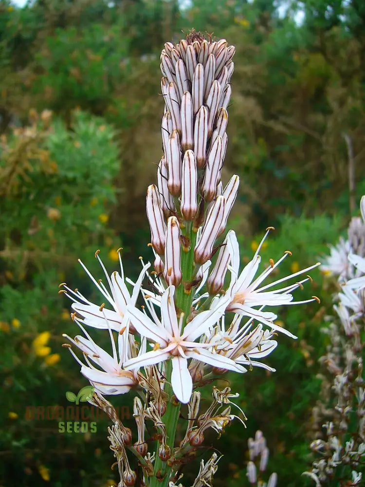 Asphodelus Albus Seees For Planting: The Elegant And Resilient White Asphodel Flower For Serene