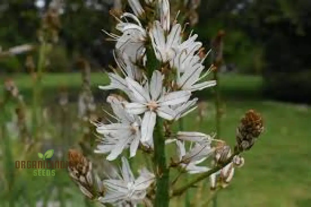 Asphodelus Albus Seees For Planting: The Elegant And Resilient White Asphodel Flower For Serene