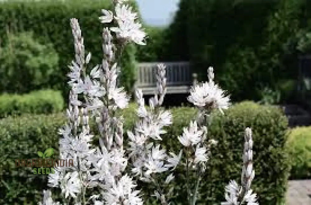 Asphodelus Albus Seees For Planting: The Elegant And Resilient White Asphodel Flower For Serene