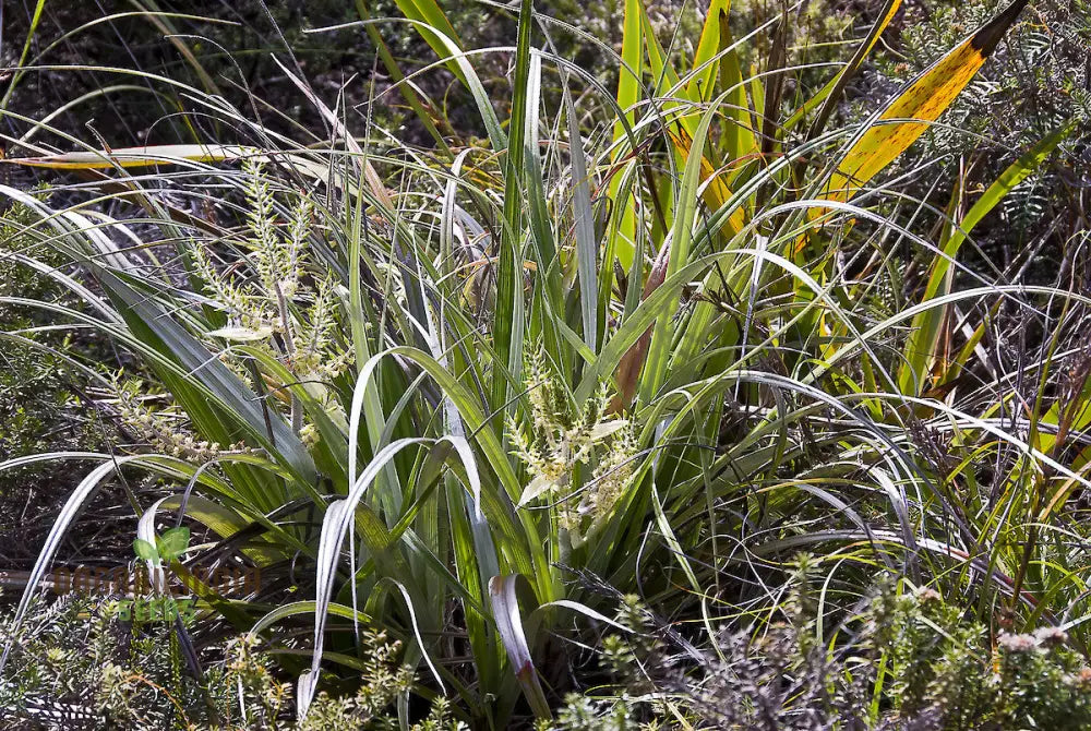 Astelia Banksii Seeds For Planting - A Lush And Striking Addition To Your Outdoor Space