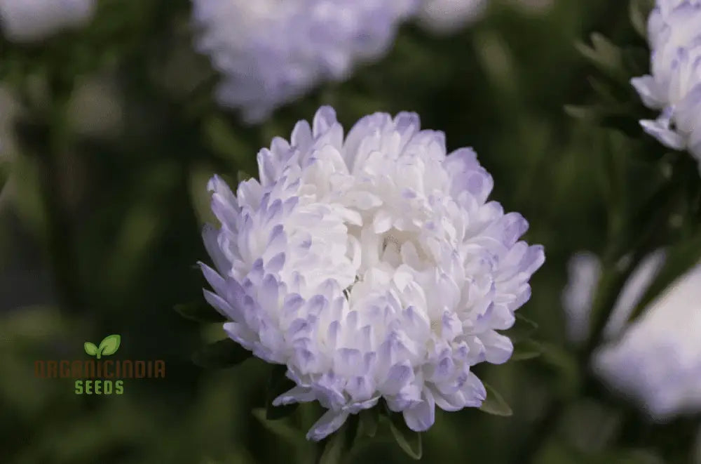 Aster Duchess Blue Ice Seeds - Beautiful Flowers For Your Garden