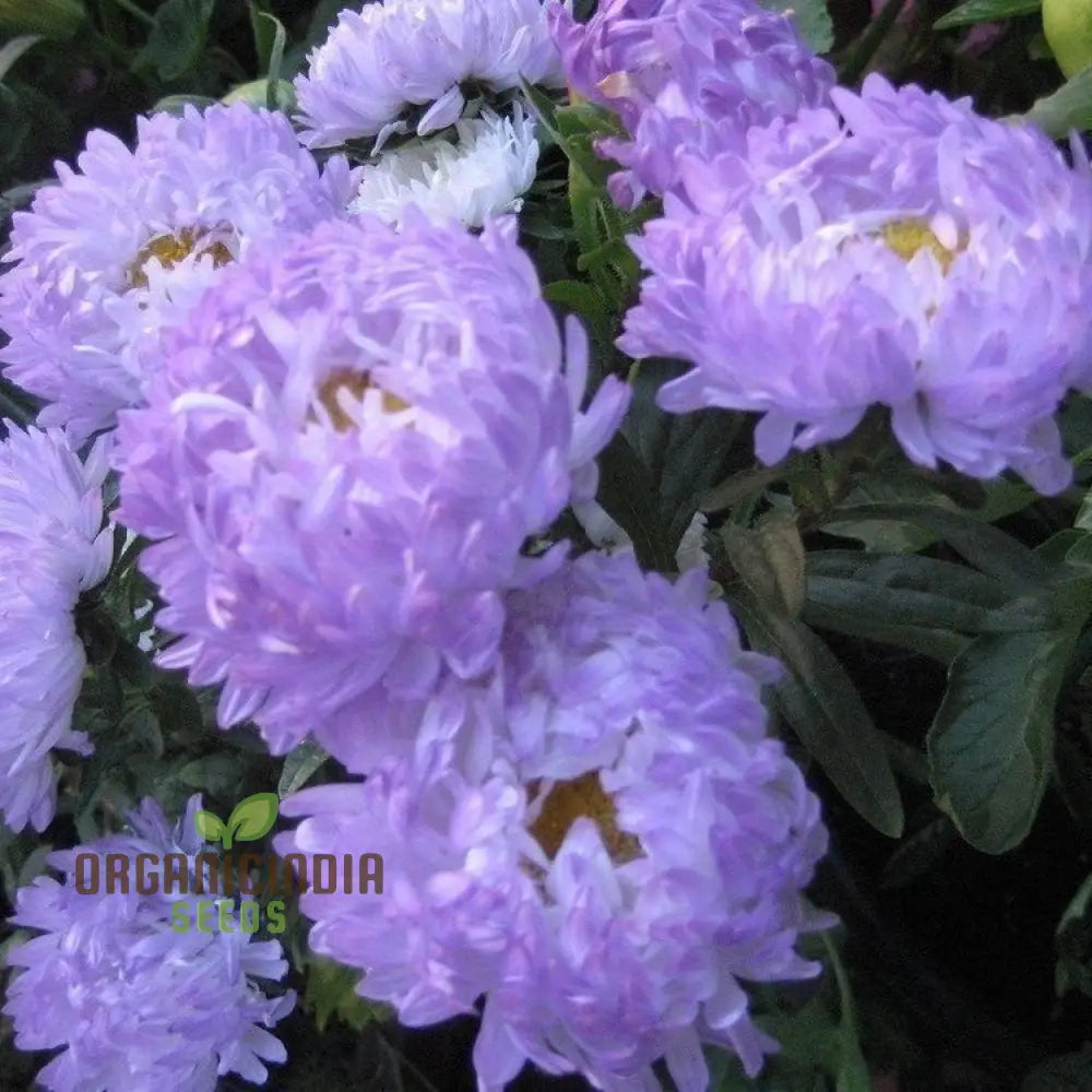 Aster Duchess Blue Ice Seeds - Beautiful Flowers For Your Garden