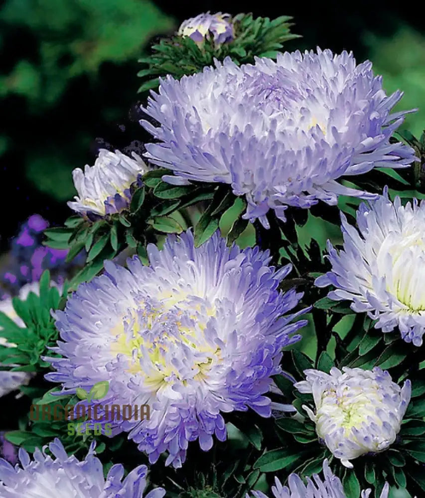 Aster Duchess Blue Ice Seeds - Beautiful Flowers For Your Garden