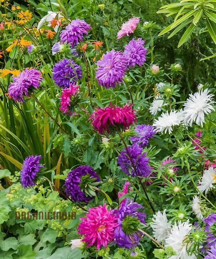 Aster (Michaelmas Daisy) Ostrich Plume Mix Seeds - Perfect For Planting Vibrant And Lush Gardens