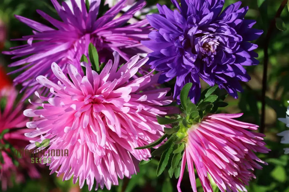 Aster (Michaelmas Daisy) Ostrich Plume Mix Seeds - Perfect For Planting Vibrant And Lush Gardens