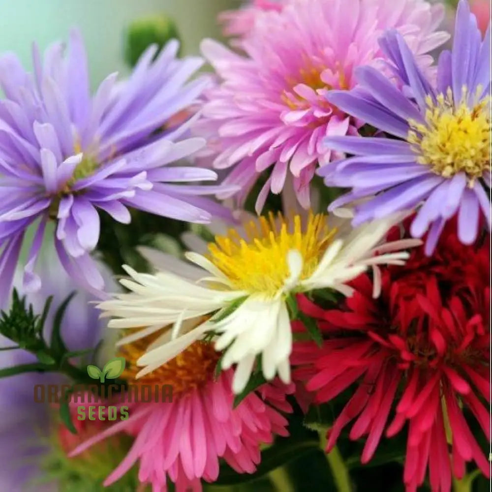 Aster (Michaelmas Daisy) Ostrich Plume Mix Seeds - Perfect For Planting Vibrant And Lush Gardens