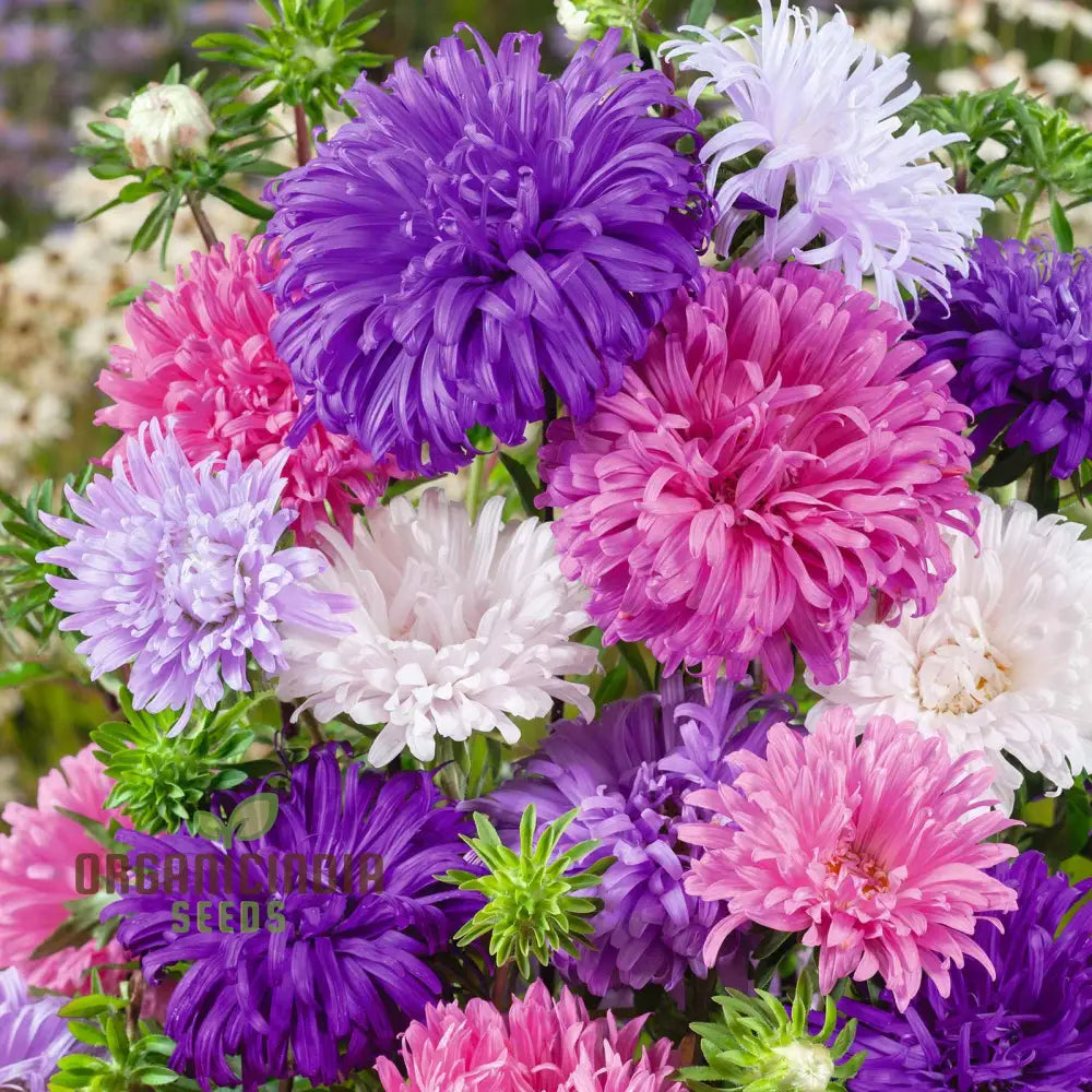 Aster (Michaelmas Daisy) Ostrich Plume Mix Seeds - Perfect For Planting Vibrant And Lush Gardens