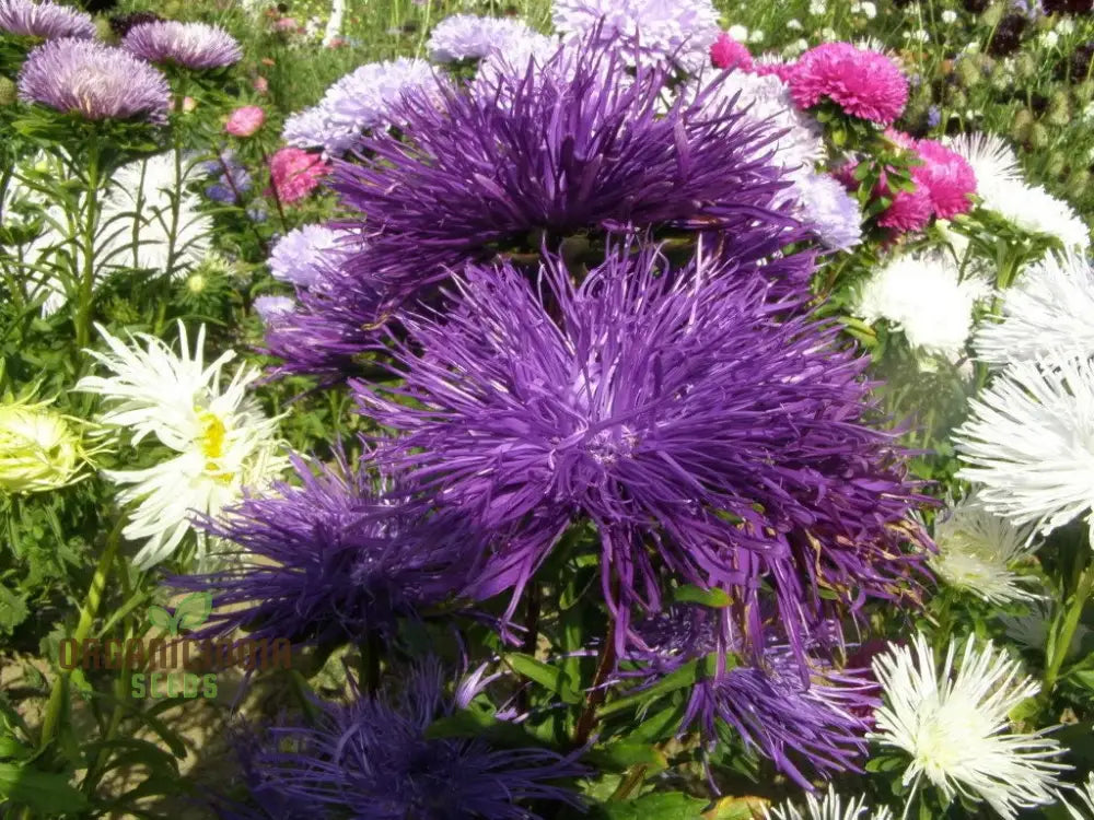 Aster (Michaelmas Daisy) Ostrich Plume Mix Seeds - Perfect For Planting Vibrant And Lush Gardens