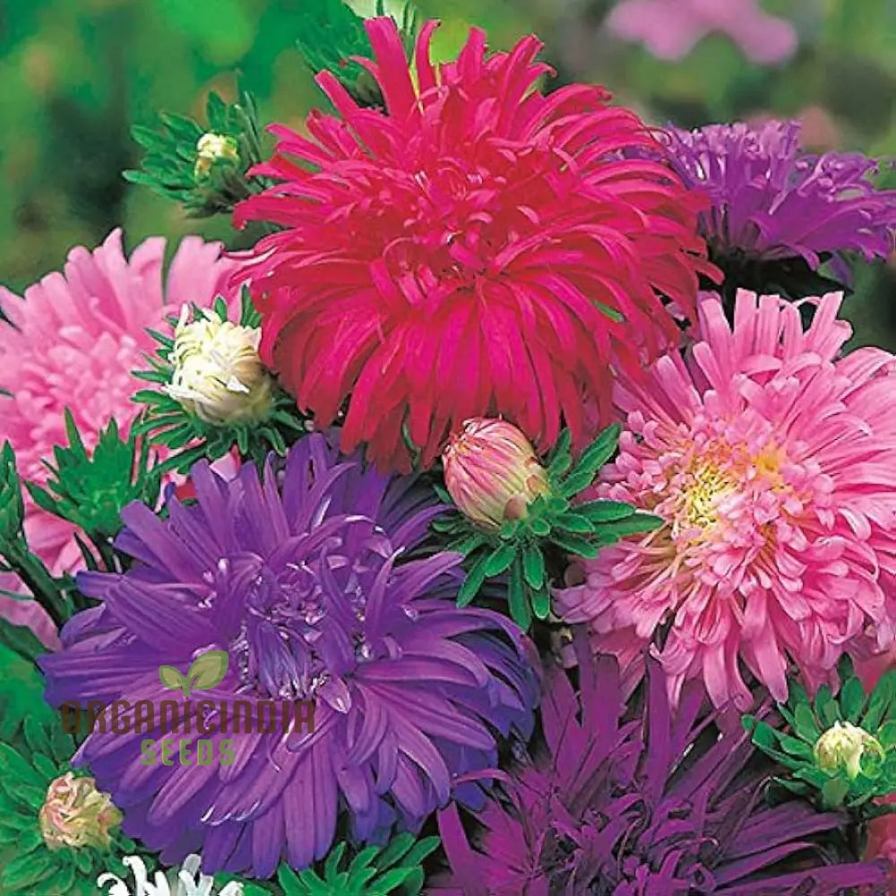 Aster Ostrich Plume Seeds - Cultivate Elegant Feathery Blooms For Your Garden