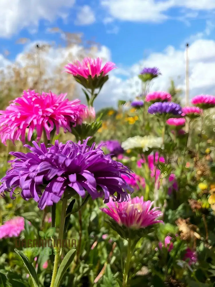 Aster Ostrich Plume Seeds - Cultivate Elegant Feathery Blooms For Your Garden