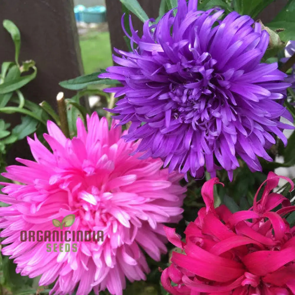 Aster Ostrich Plume Seeds - Cultivate Elegant Feathery Blooms For Your Garden