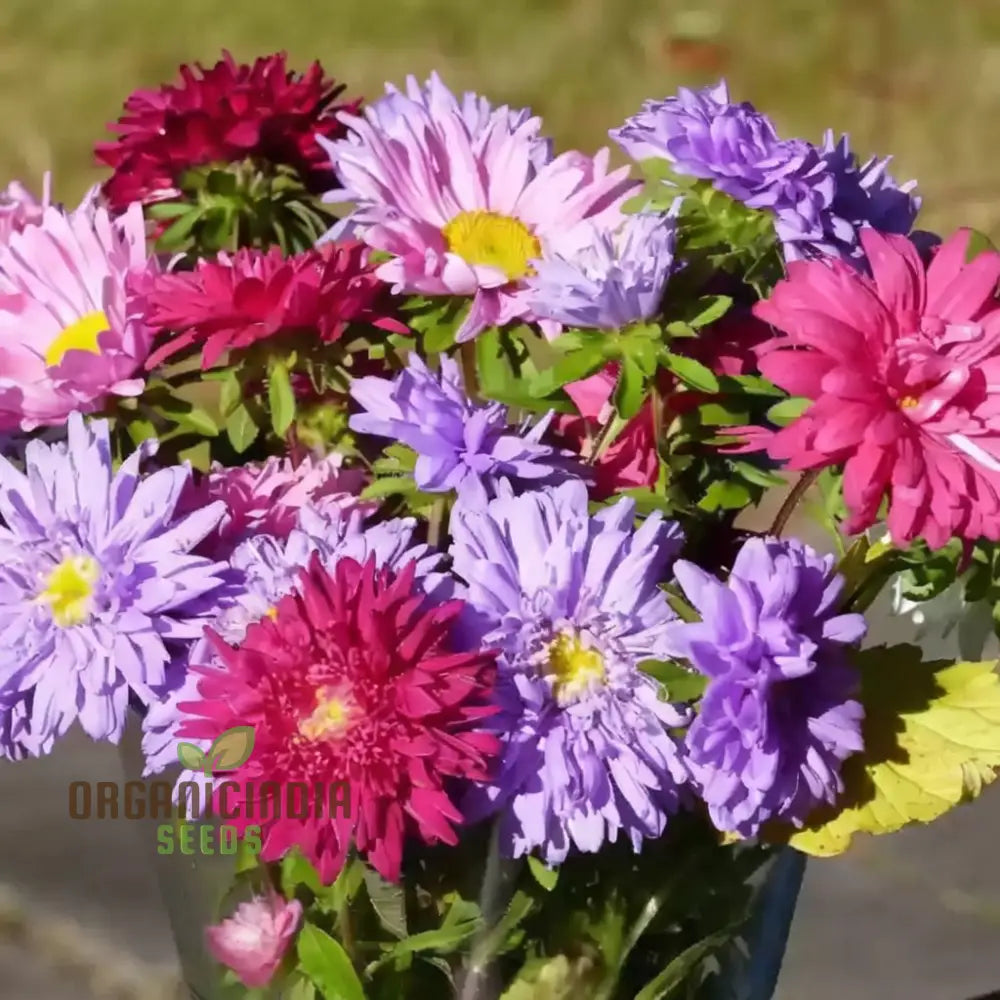 Aster Starlight Mixed Flower Seeds - Illuminate Your Garden With A Dazzling Display Of Blooms