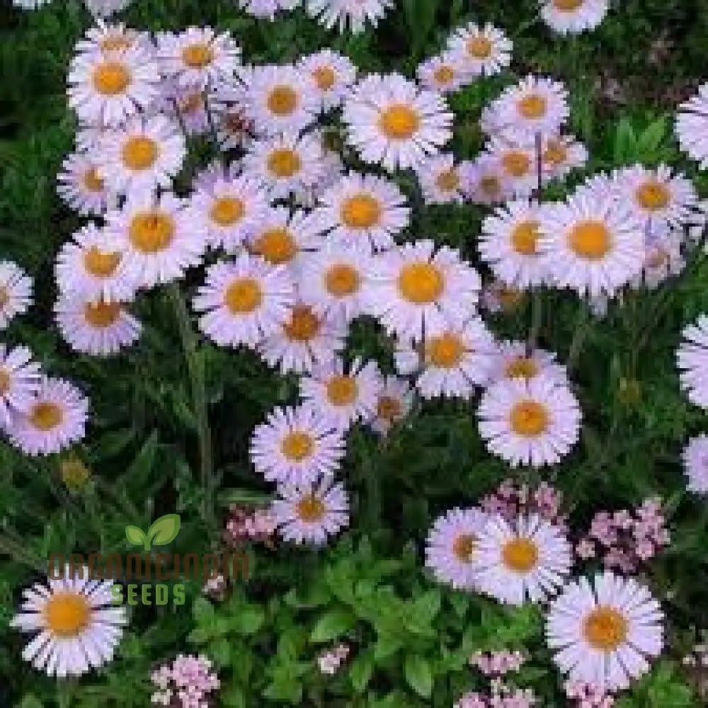 Aster Tongolensis Wartburg Star Seeds Planting 100 Pcs Flower Seeds