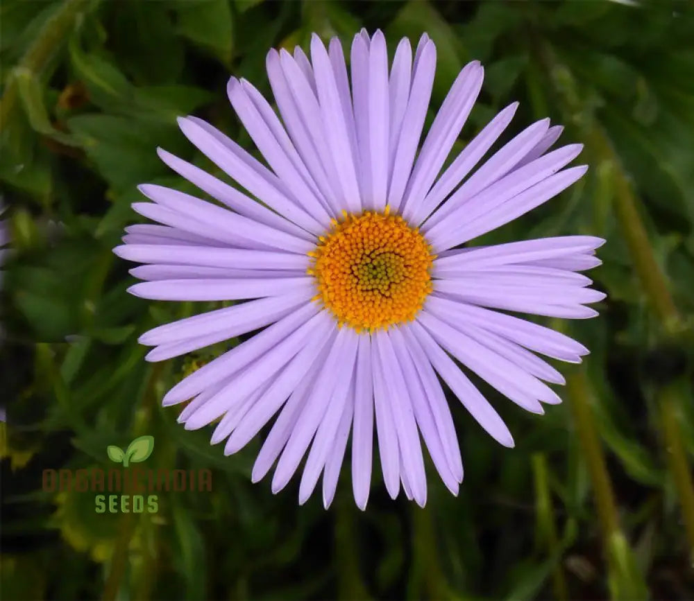 Aster Tongolensis Wartburg Star Seeds Planting 100 Pcs Flower Seeds