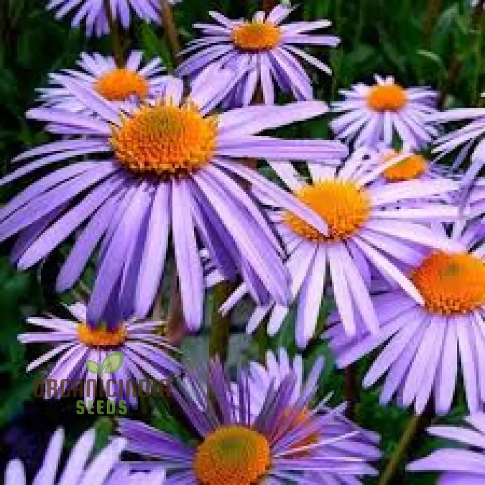 Aster Tongolensis Wartburg Star Seeds Planting 100 Pcs Flower Seeds