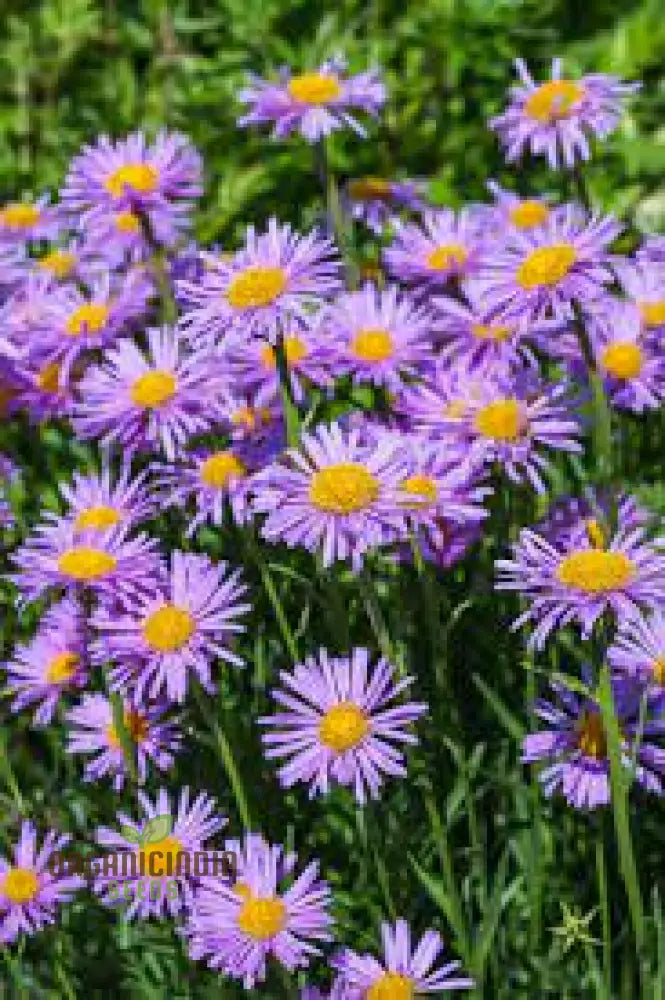 Aster Tongolensis Wartburg Star Seeds Planting 100 Pcs Flower Seeds