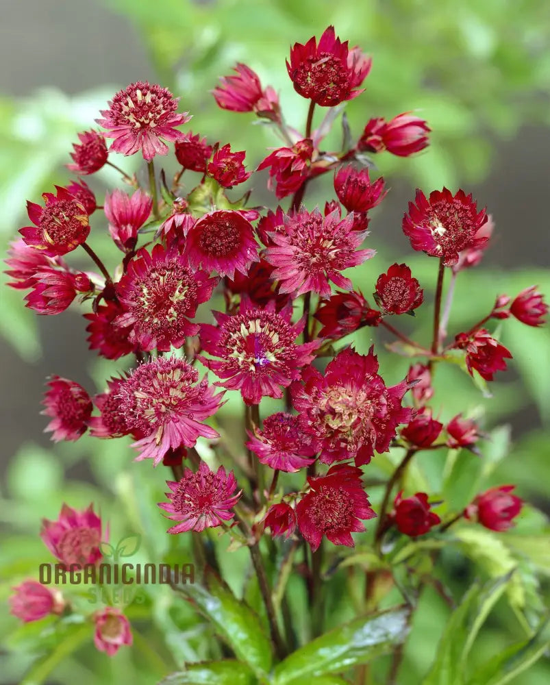 Astrantia Major Carmine Crown Seeds For Planting: Rare Garden Gem For Enthusiastic Gardeners