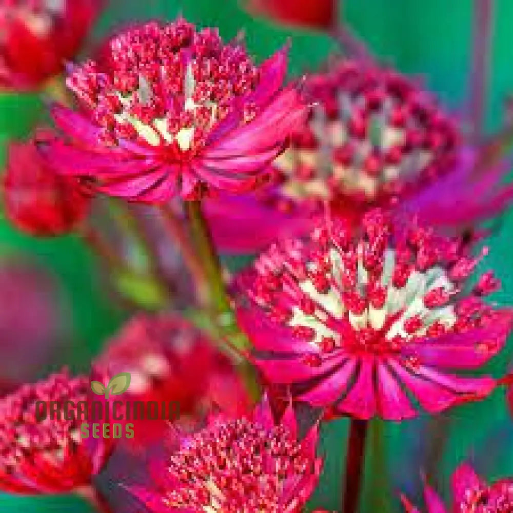 Astrantia Major Carmine Crown Seeds For Planting: Rare Garden Gem For Enthusiastic Gardeners