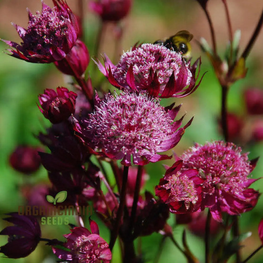 Astrantia Major Carmine Crown Seeds For Planting: Rare Garden Gem For Enthusiastic Gardeners