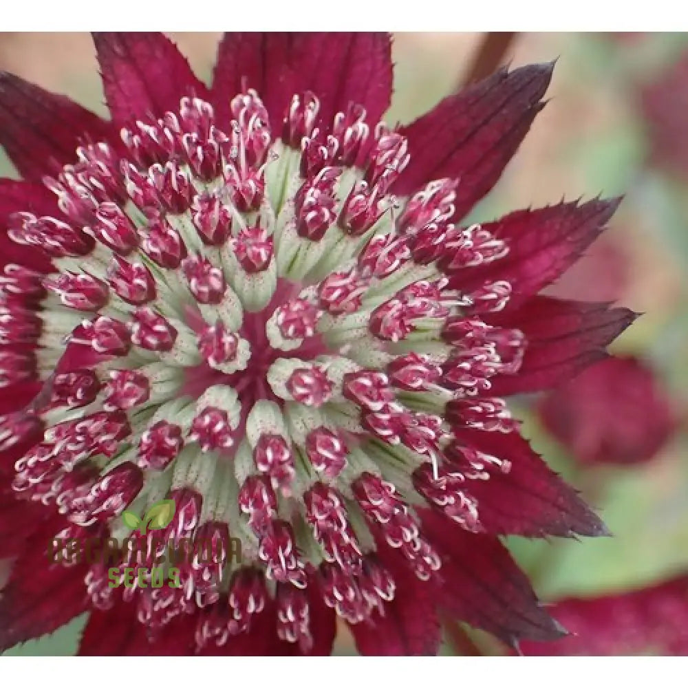 Astrantia Major Carmine Crown Seeds For Planting: Rare Garden Gem For Enthusiastic Gardeners