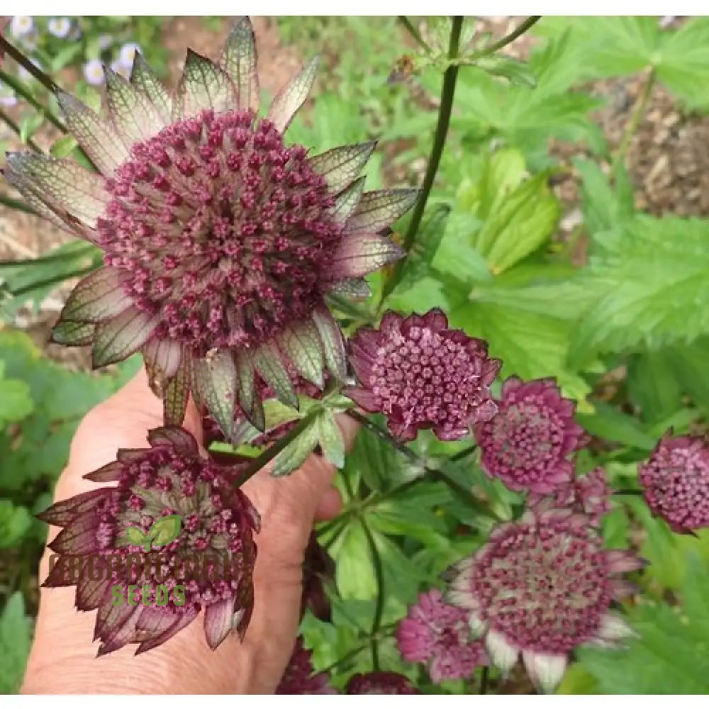 Astrantia Major Carmine Crown Seeds For Planting: Rare Garden Gem For Enthusiastic Gardeners