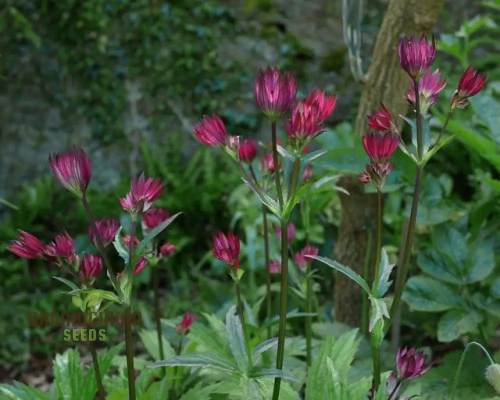 Astrantia Major ’Crimson Giant’ For Your Garden: Premium Perennial Blooms A Timeless Touch