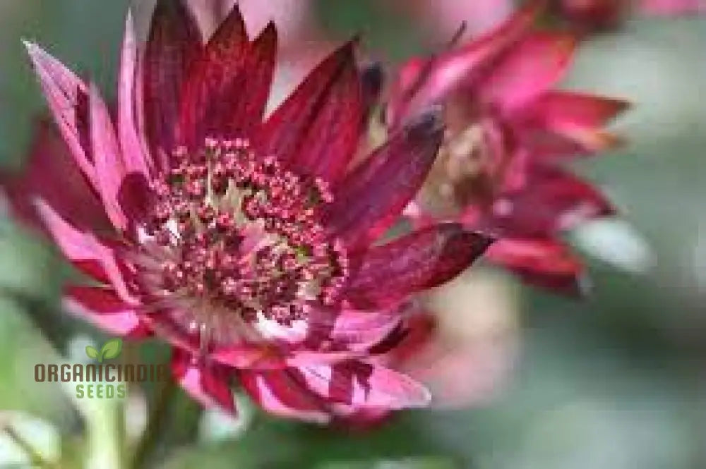 Astrantia Major ’Crimson Giant’ For Your Garden: Premium Perennial Blooms A Timeless Touch