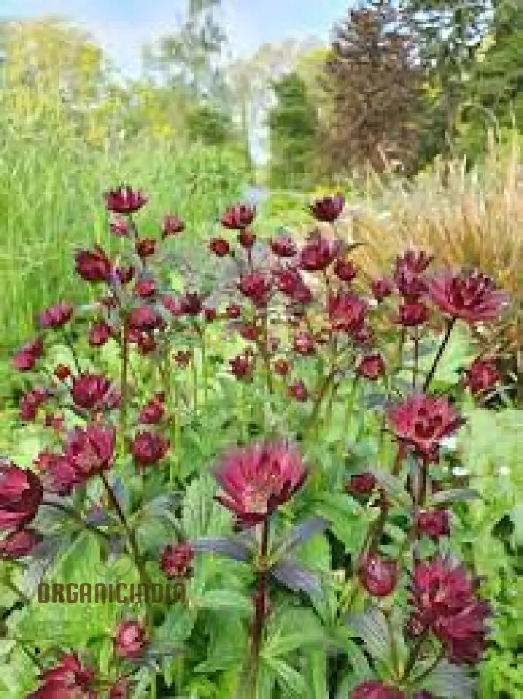 Astrantia Major ’Crimson Giant’ For Your Garden: Premium Perennial Blooms A Timeless Touch