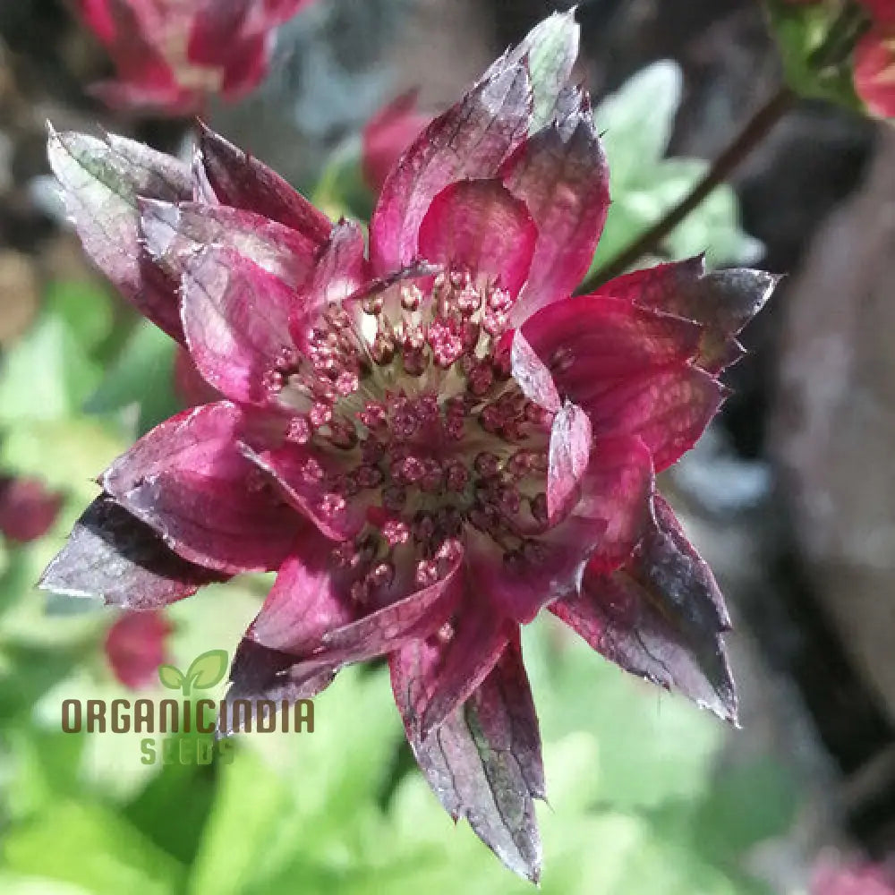 Astrantia Major ’Crimson Giant’ For Your Garden: Premium Perennial Blooms A Timeless Touch