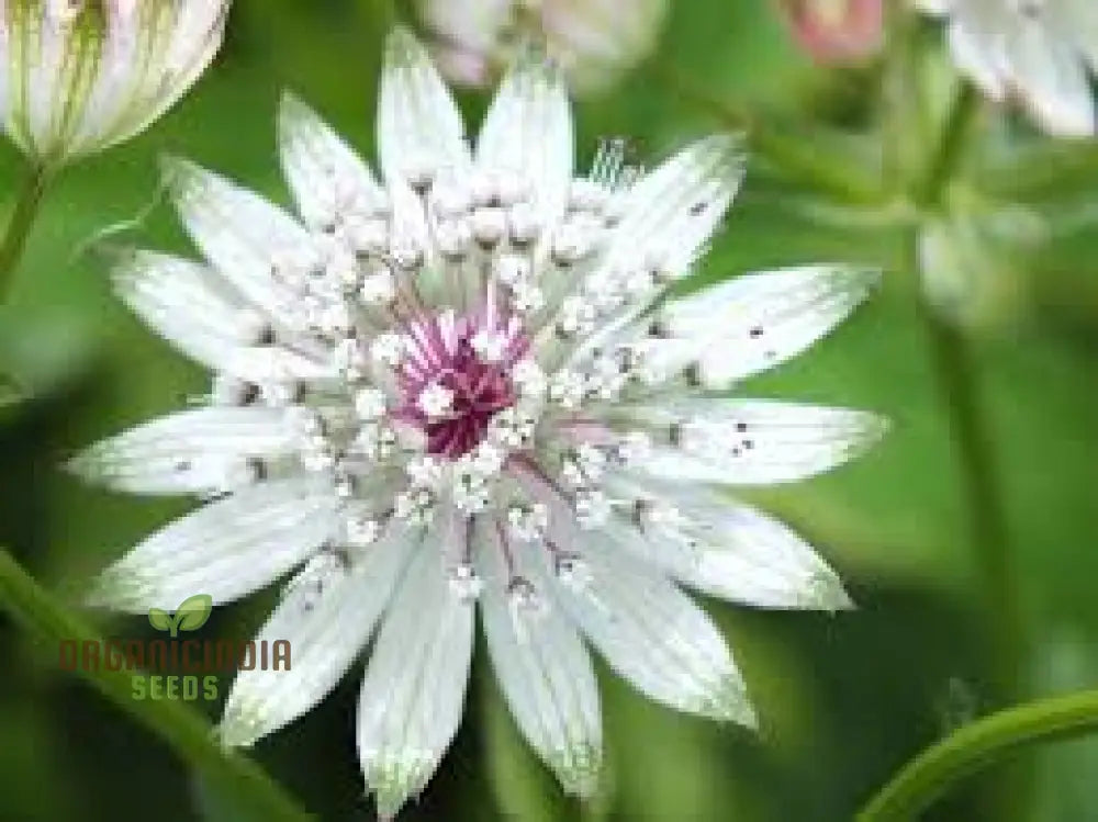 Astrantia Major Seeds For Planting: Premier Perennial For Enchanting Gardens | Shop Hardy