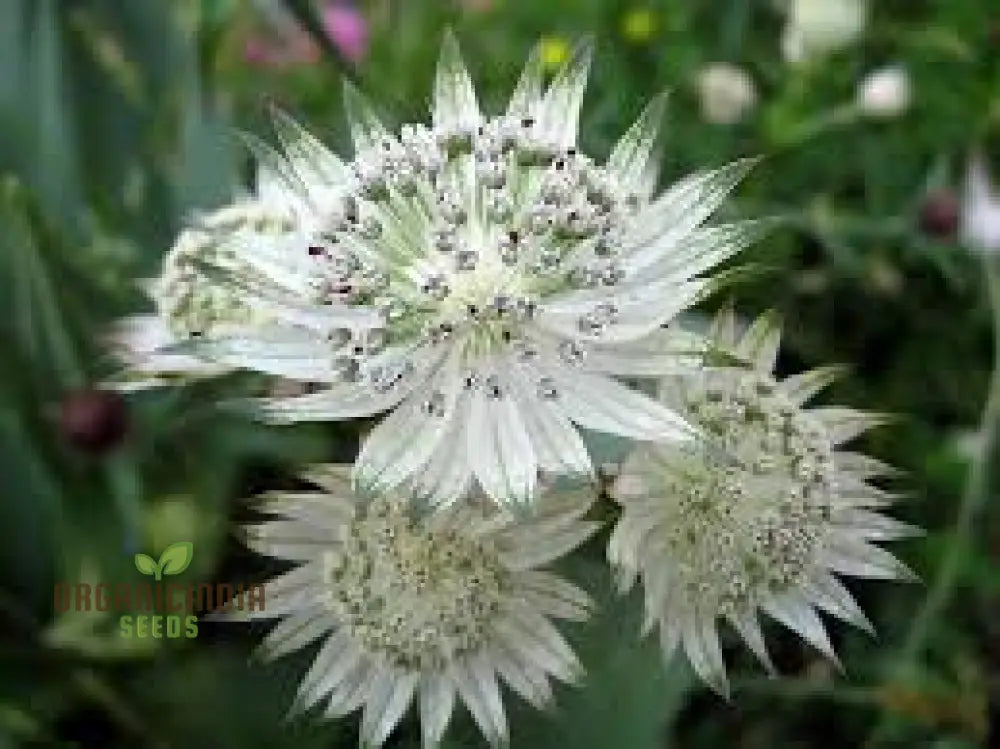 Astrantia Major Seeds For Planting: Premier Perennial For Enchanting Gardens | Shop Hardy