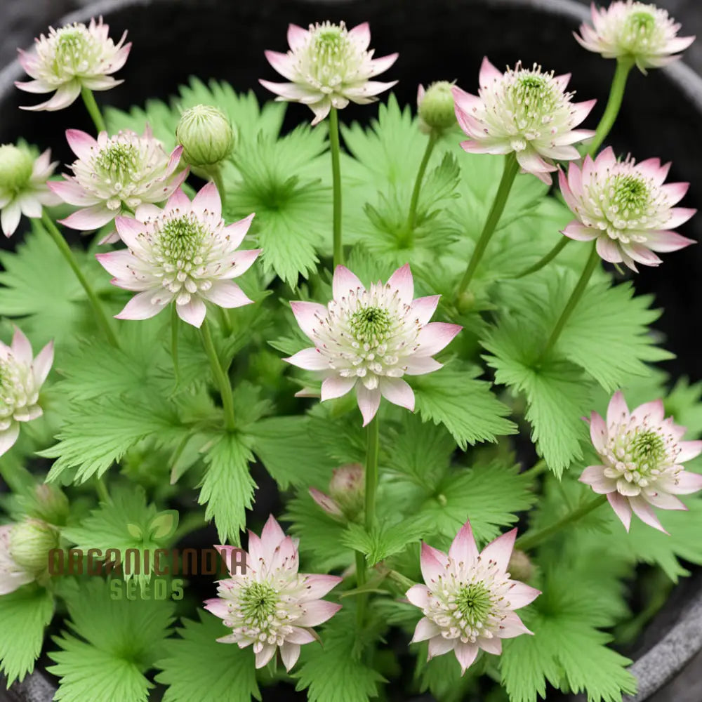 Astrantia (Masterwort) Flower Seeds – Elevate Your Gardening Experience With Delicate Starry