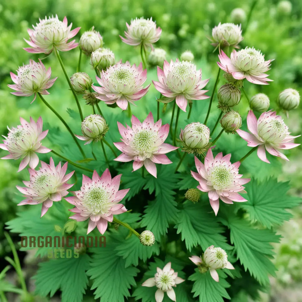 Astrantia (Masterwort) Flower Seeds – Elevate Your Gardening Experience With Delicate Starry