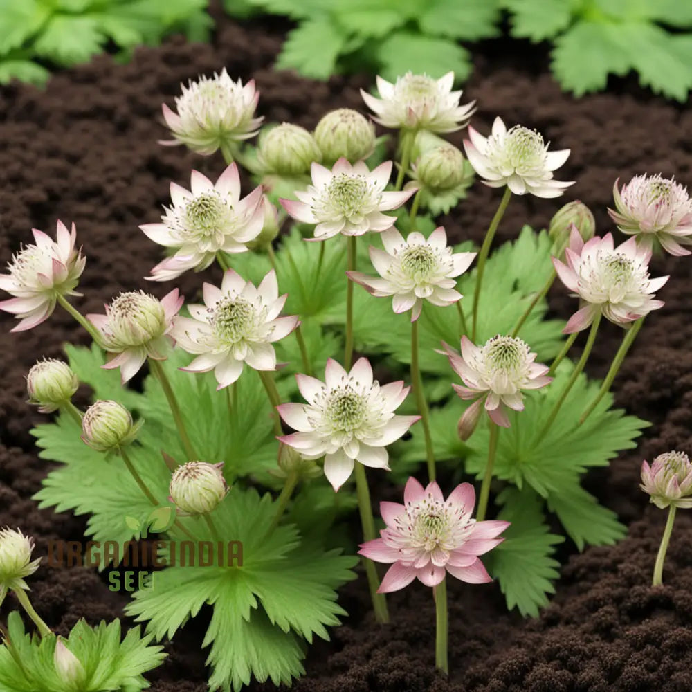 Astrantia (Masterwort) Flower Seeds – Elevate Your Gardening Experience With Delicate Starry