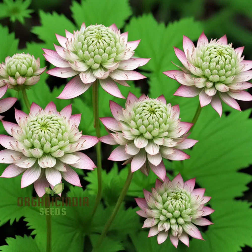 Astrantia (Masterwort) Flower Seeds – Elevate Your Gardening Experience With Delicate Starry