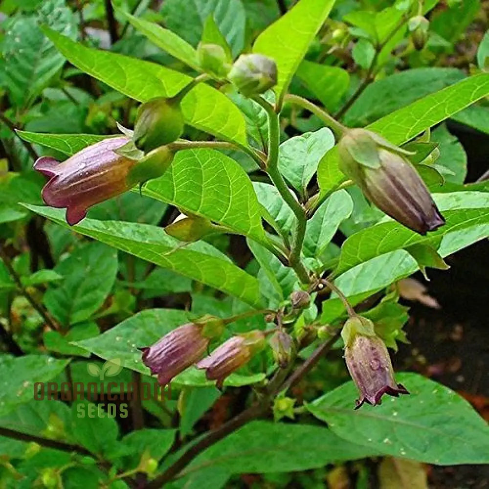 Atropa Belladonna Seeds For Planting: Cultivating Deadly Nightshade In Your Garden Of Wonders