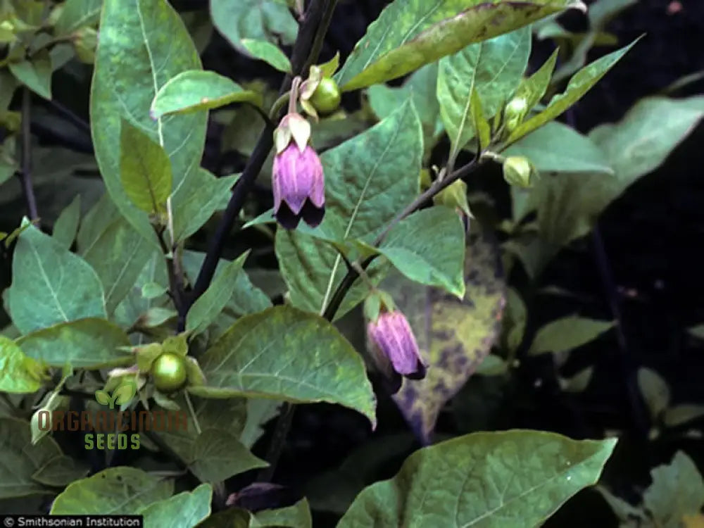 Atropa Belladonna Seeds For Planting: Cultivating Deadly Nightshade In Your Garden Of Wonders