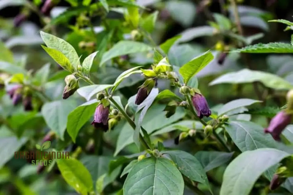 Atropa Belladonna Seeds For Planting: Cultivating Deadly Nightshade In Your Garden Of Wonders