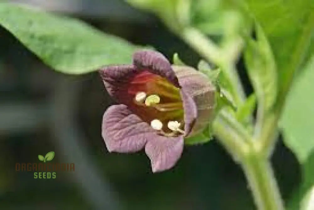 Atropa Belladonna Seeds For Planting: Cultivating Deadly Nightshade In Your Garden Of Wonders