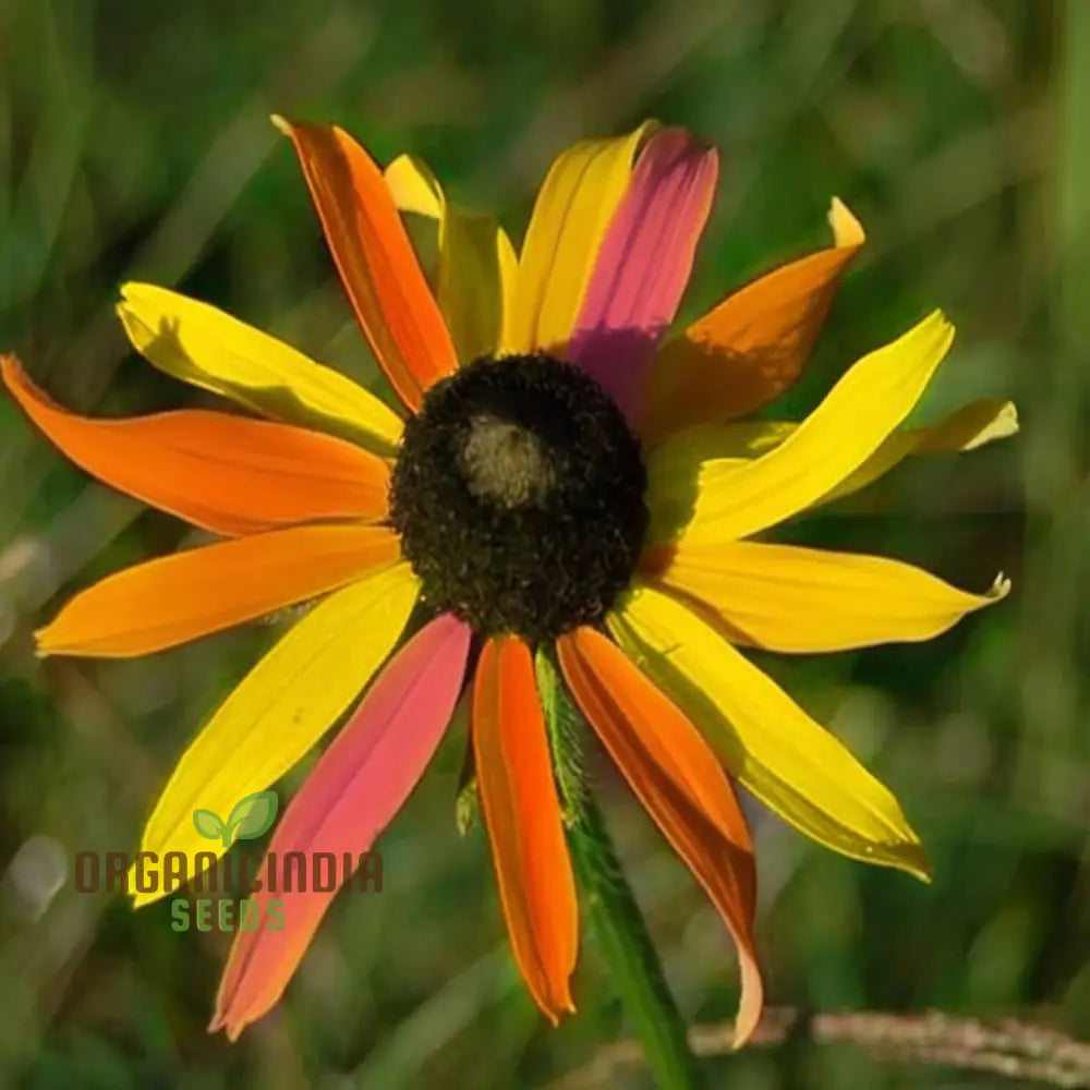 Attracts Butterflies Multicolored Susan Seeds - Vibrant Blooms For Butterfly-Friendly Gardens