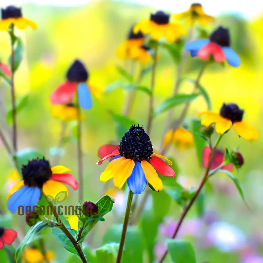 Attracts Butterflies Multicolored Susan Seeds - Vibrant Blooms For Butterfly-Friendly Gardens