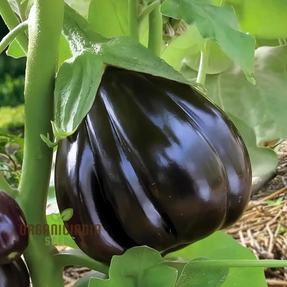 Aubergine ’Black Beauty’ Seeds For Gardening Enthusiasts - Organic Eggplant Home Garden Planting