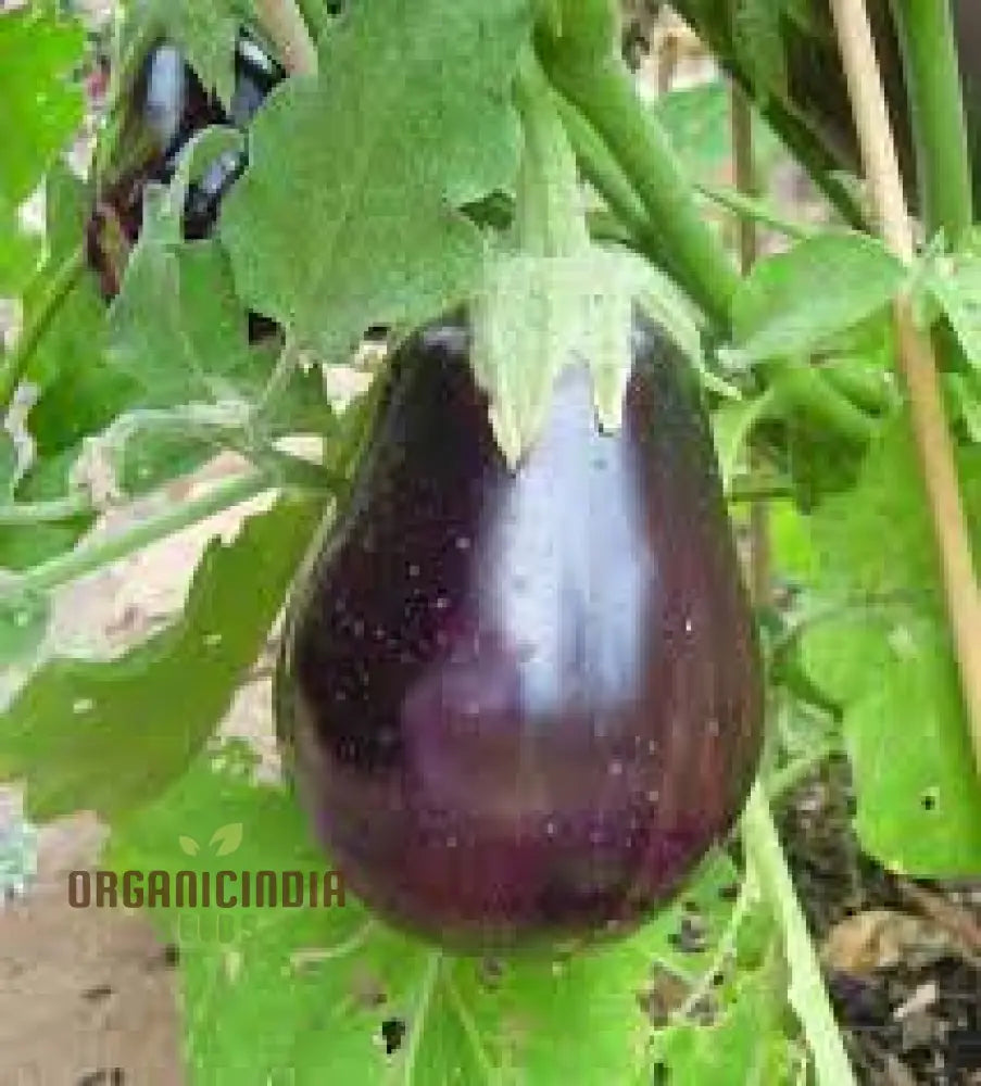 Aubergine ’Black Beauty’ Seeds For Gardening Enthusiasts - Organic Eggplant Home Garden Planting