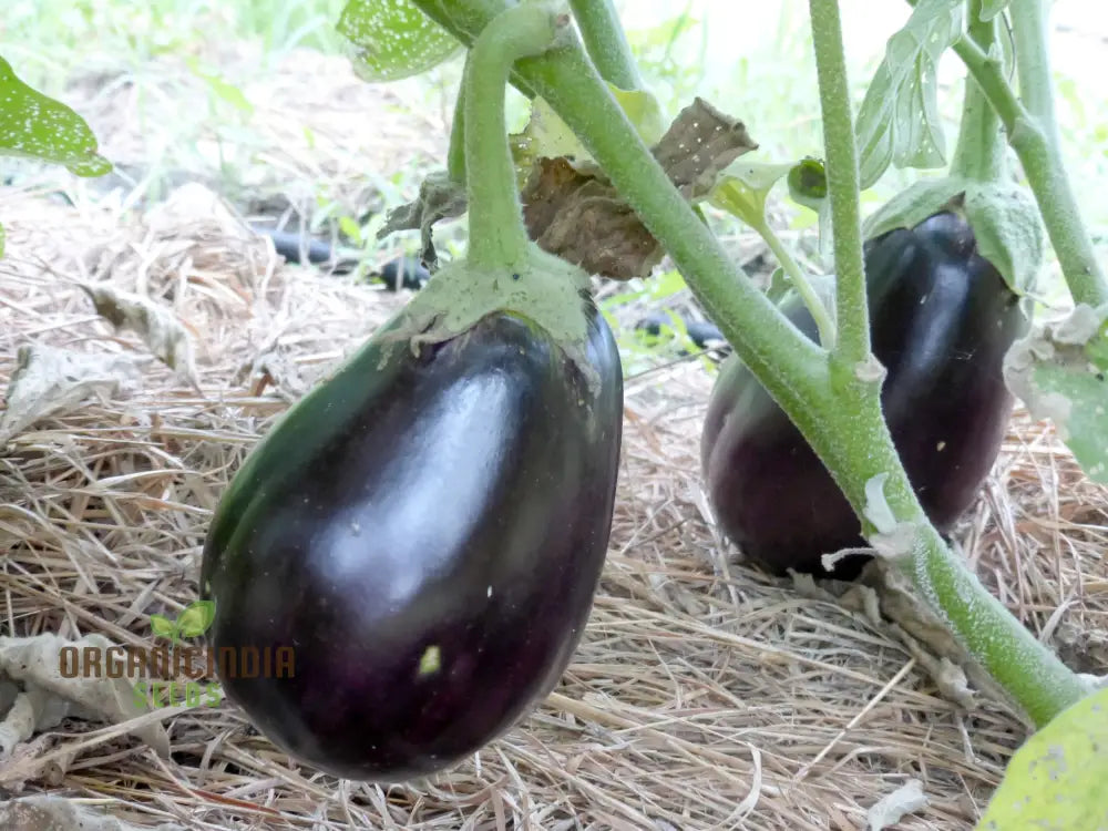 Aubergine ’Black Beauty’ Seeds For Gardening Enthusiasts - Organic Eggplant Home Garden Planting