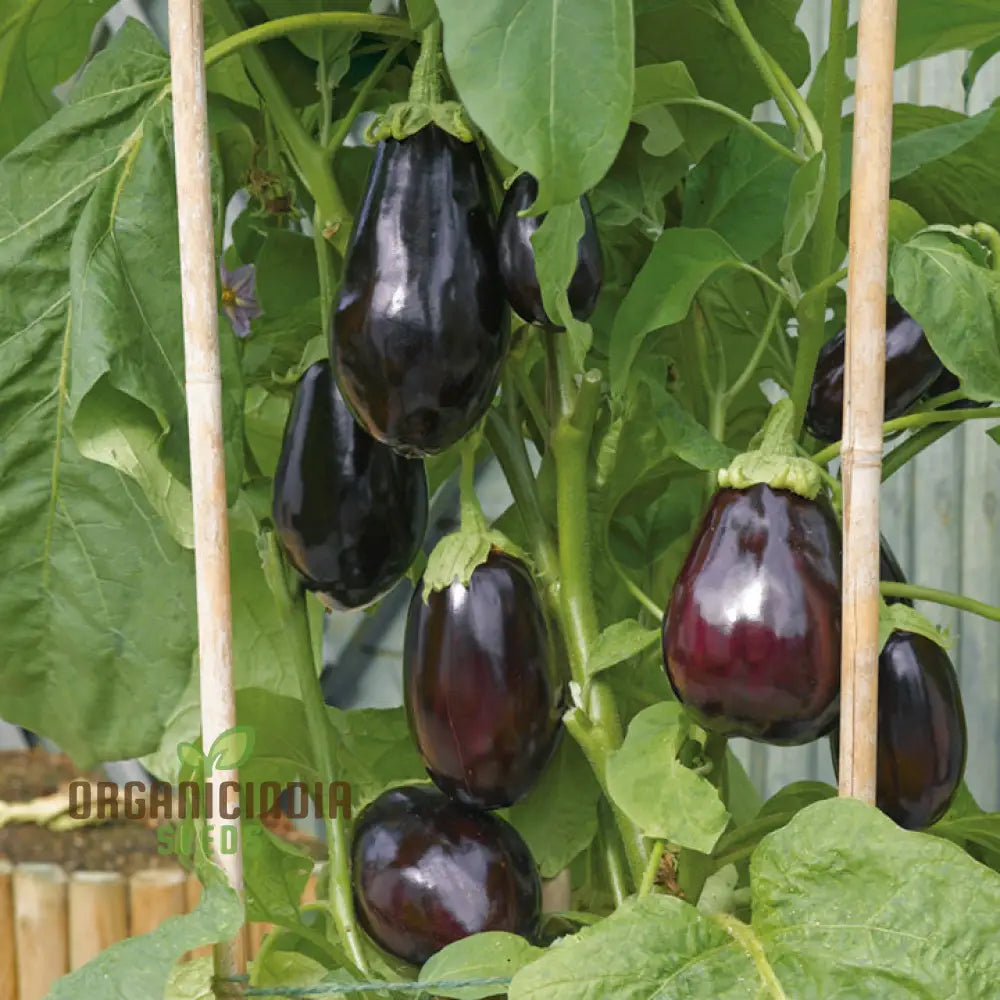 Aubergine ’Bonica’ F1 Hybrid Seeds For Gardening Enthusiasts | Premium Quality Vegetable