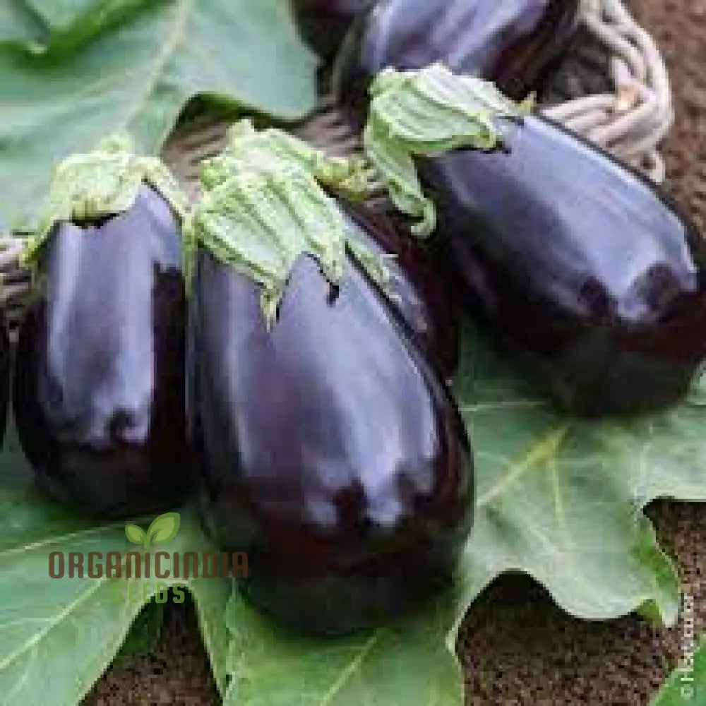 Aubergine ’Bonica’ F1 Hybrid Seeds For Gardening Enthusiasts | Premium Quality Vegetable