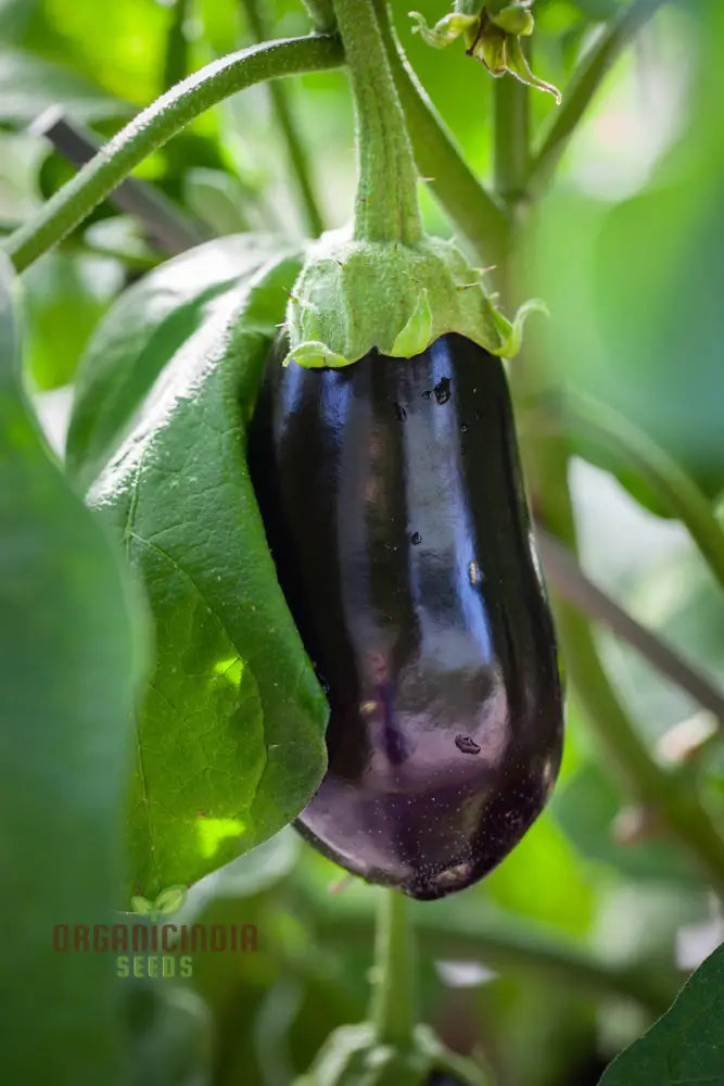 Aubergine ’Bonica’ F1 Hybrid Seeds For Gardening Enthusiasts | Premium Quality Vegetable