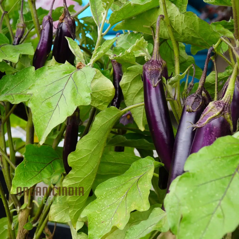 Aubergine ’Farmers Long’ F1 Hybrid Seeds For Gardening Enthusiasts | High-Yield Organic Eggplant